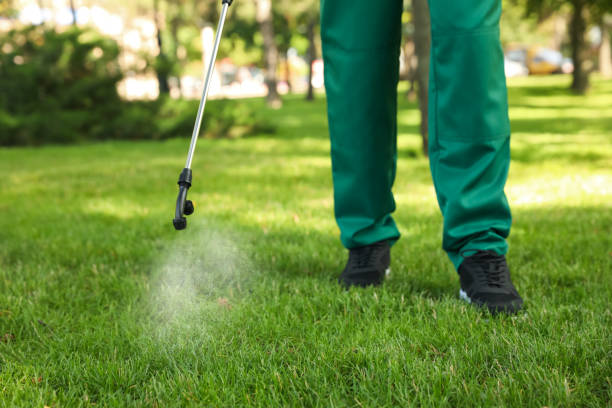 Best Termite Control Services  in New Martinsville, WV