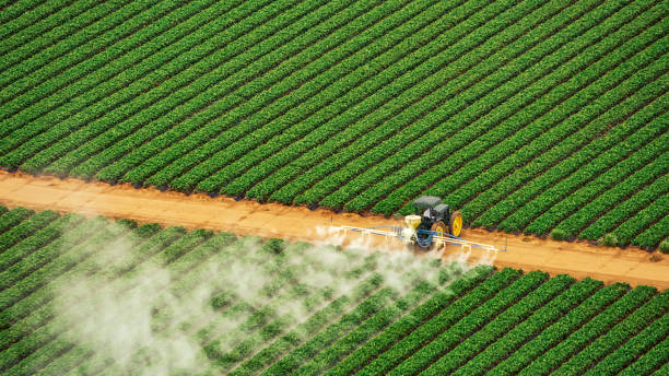 Insect Control in New Martinsville, WV
