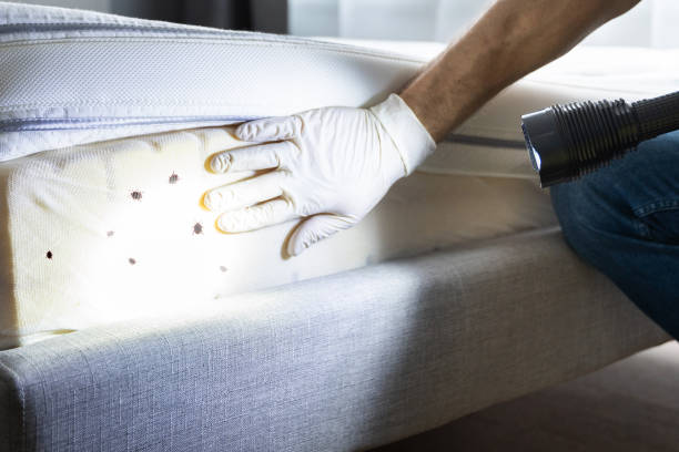 Best Bed Bug Extermination  in New Martinsville, WV