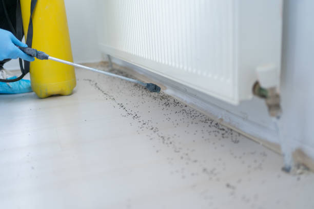 Best Pest Prevention Services  in New Martinsville, WV