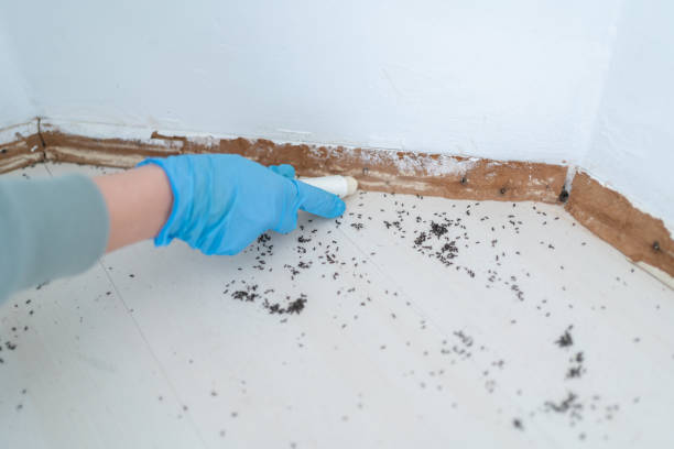 Best Commercial Pest Control Services  in New Martinsville, WV
